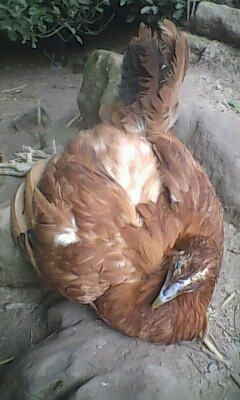 IMG0286A.jpg