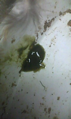IMG0298A.jpg