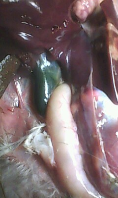 IMG0292A.jpg