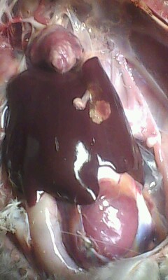 IMG0291A.jpg