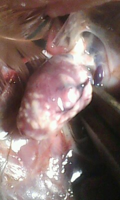 IMG0295A.jpg