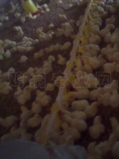 IMG0060A.jpg