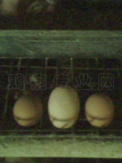 IMG0356A.jpg