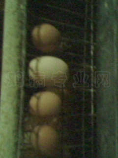 IMG0359A.jpg