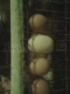 IMG0360A.jpg