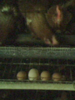 IMG0358A.jpg