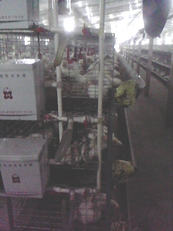 IMG0113A.jpg
