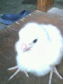 IMG0019A.jpg