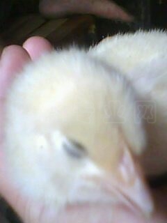 IMG0018A.jpg
