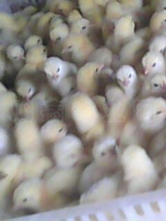 IMG0016A.jpg