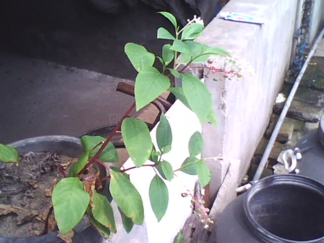 IMG0061A.jpg
