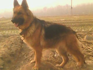 IMG0122A.jpg