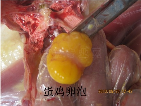 PICer20108251928.jpg