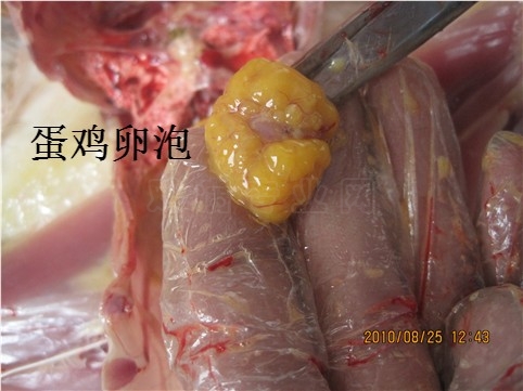 PICer20108251927.jpg