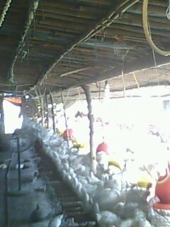 IMG0083A.jpg