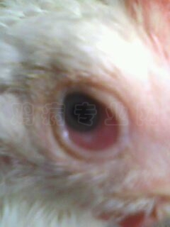 IMG0062A.jpg
