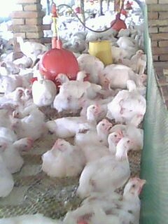 IMG0078A.jpg