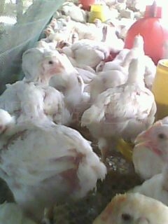 IMG0077A.jpg