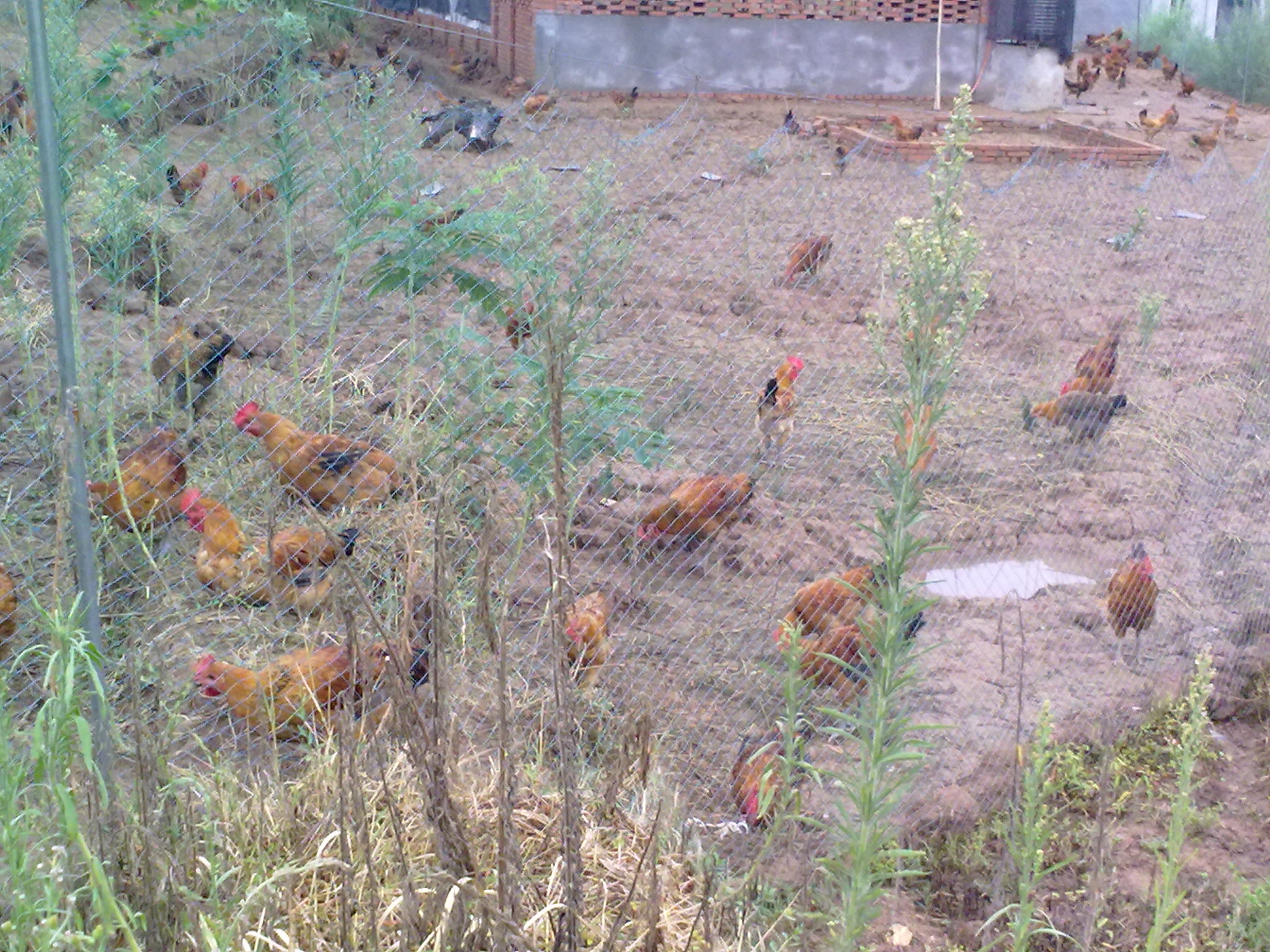 20100814121.jpg