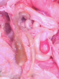 IMG0098A.jpg