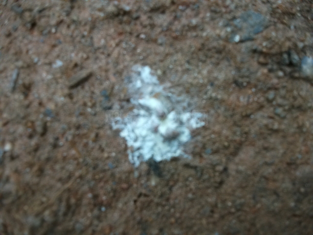 DSCF0778.JPG