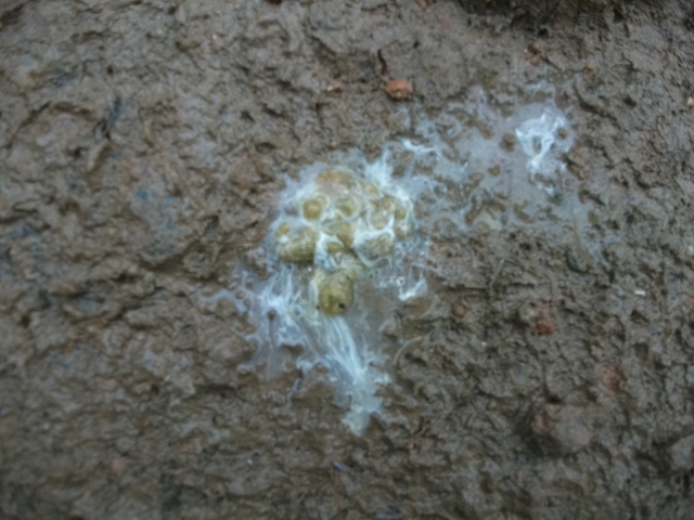 DSCF0784.JPG