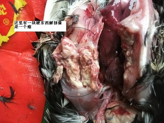DSCF0732.JPG