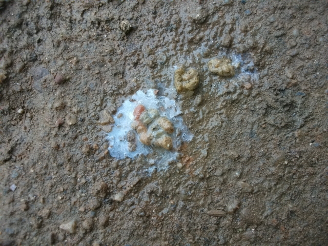 DSCF0782.JPG