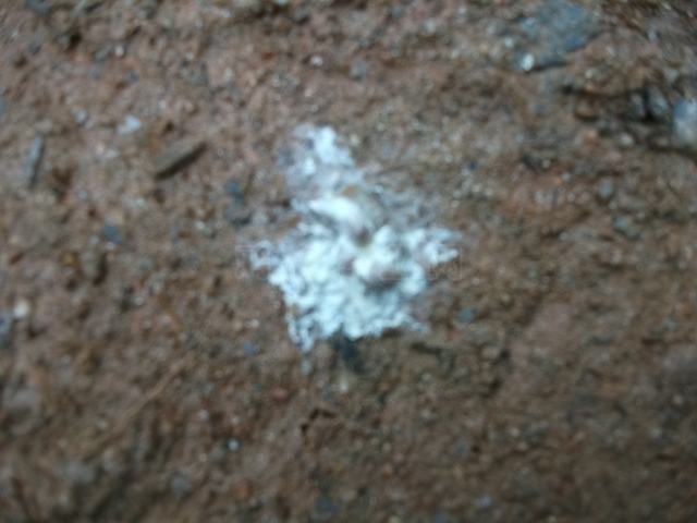 DSCF0779.JPG