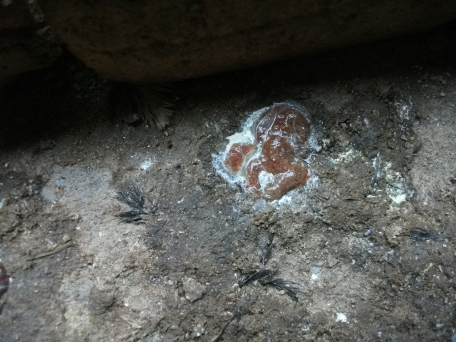 DSCF0796.JPG