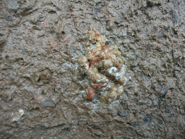 DSCF0787.JPG