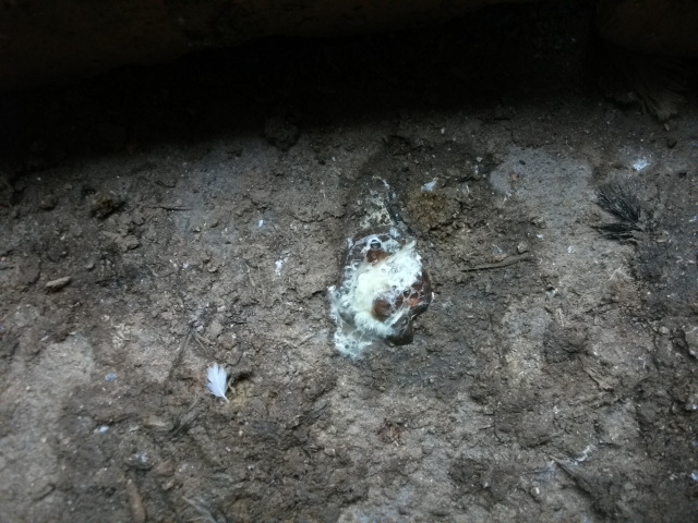 DSCF0795.JPG