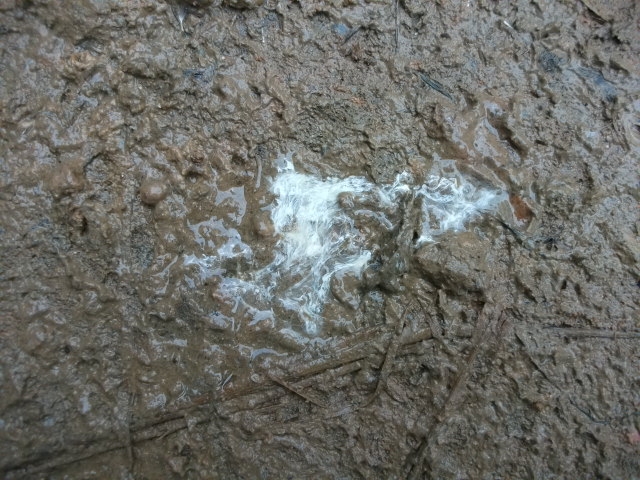 DSCF0785.JPG