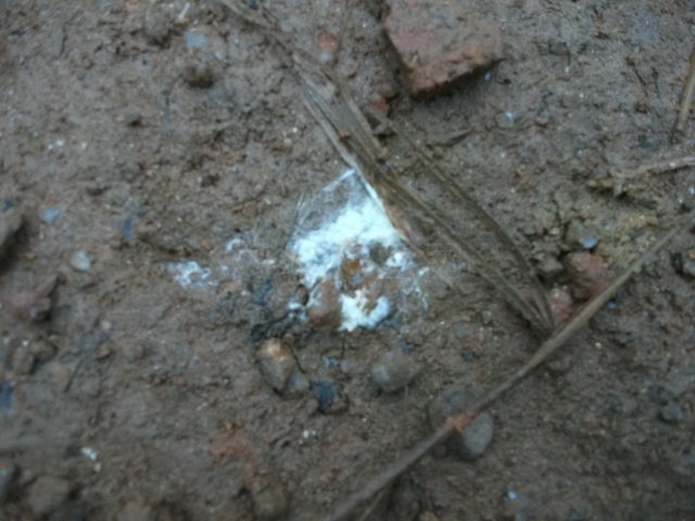 DSCF0788.JPG