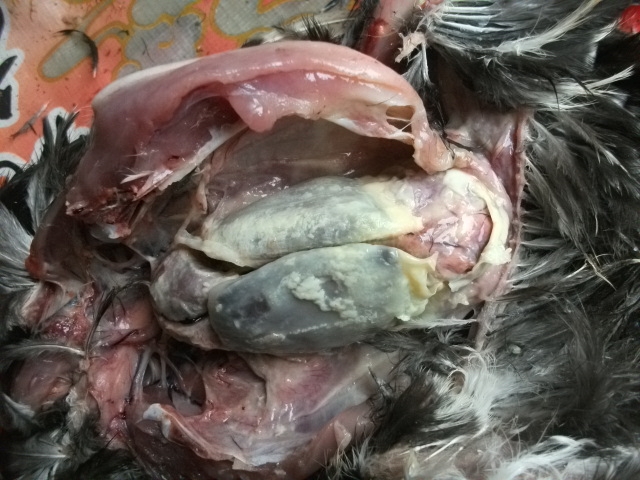 DSCF0735.JPG