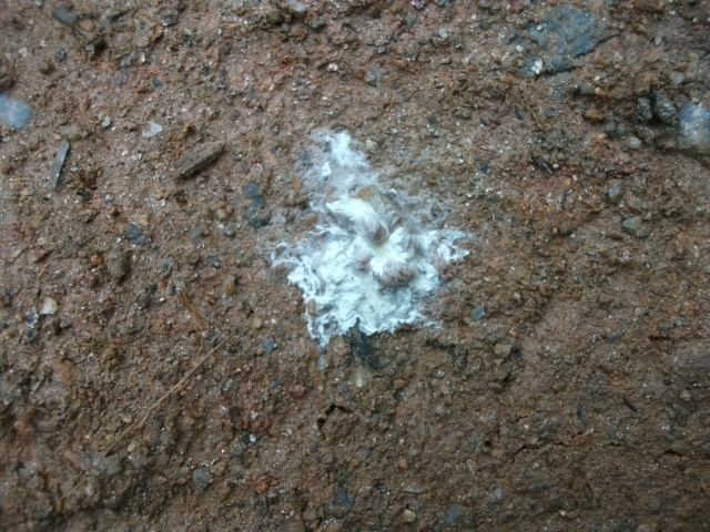 DSCF0780.JPG