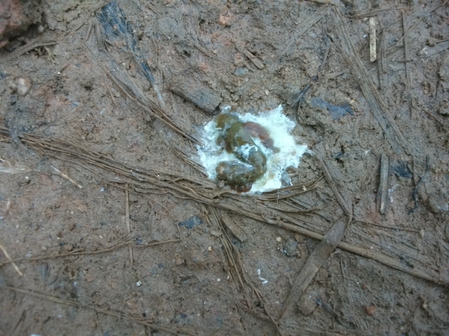 DSCF0792.JPG