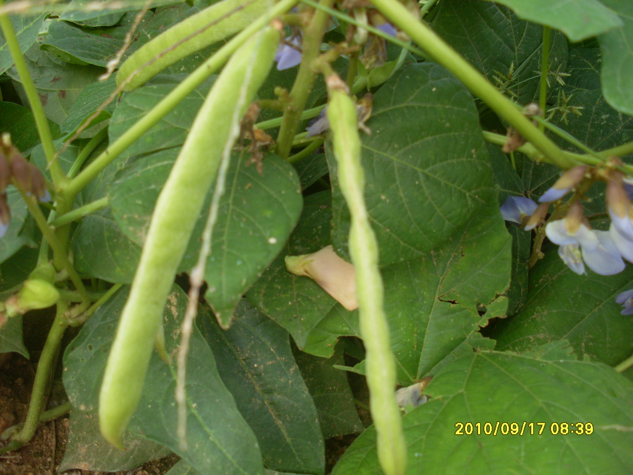 SL387352.JPG