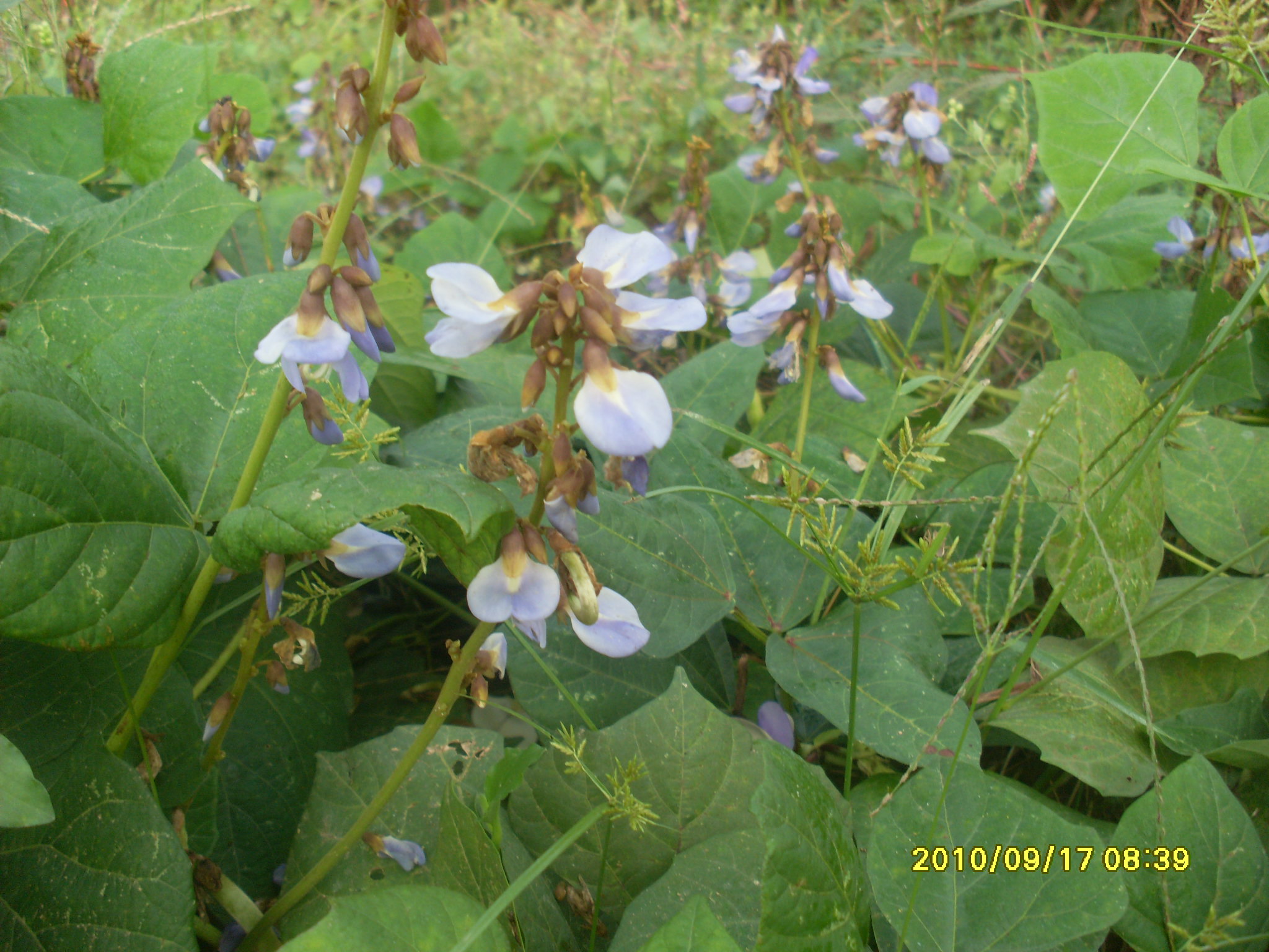 SL387351.JPG
