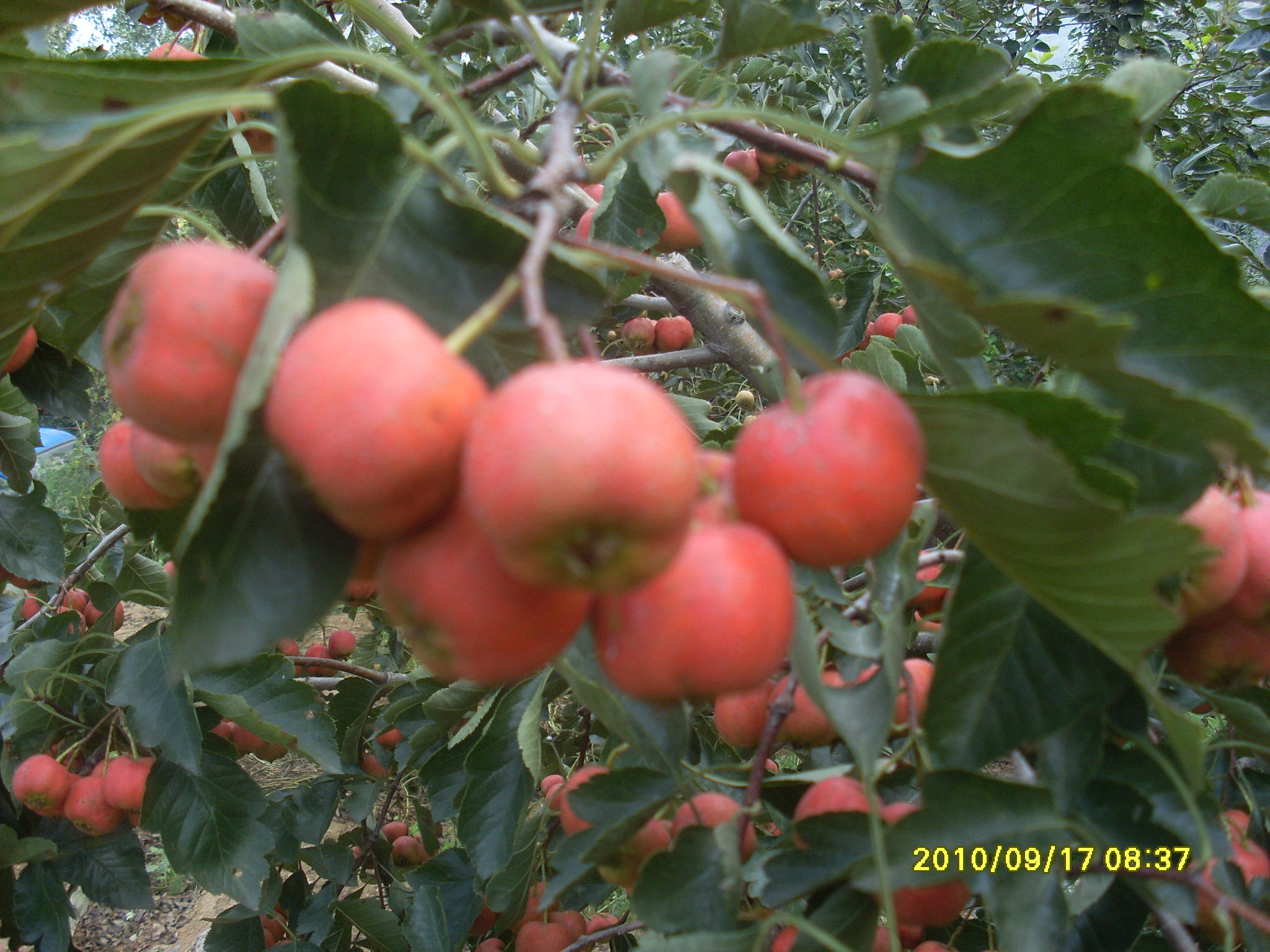 SL387349.JPG