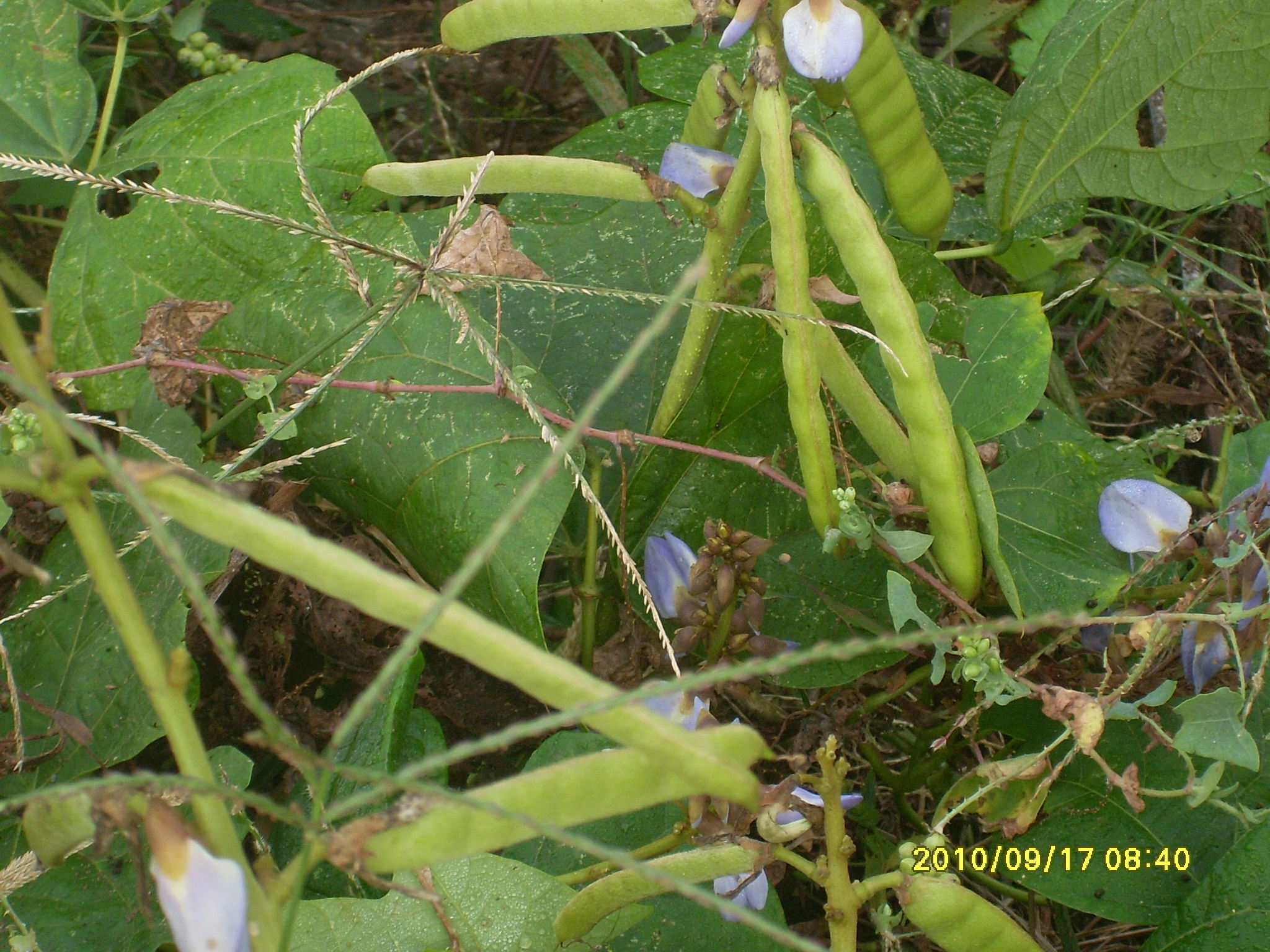 SL387355.JPG