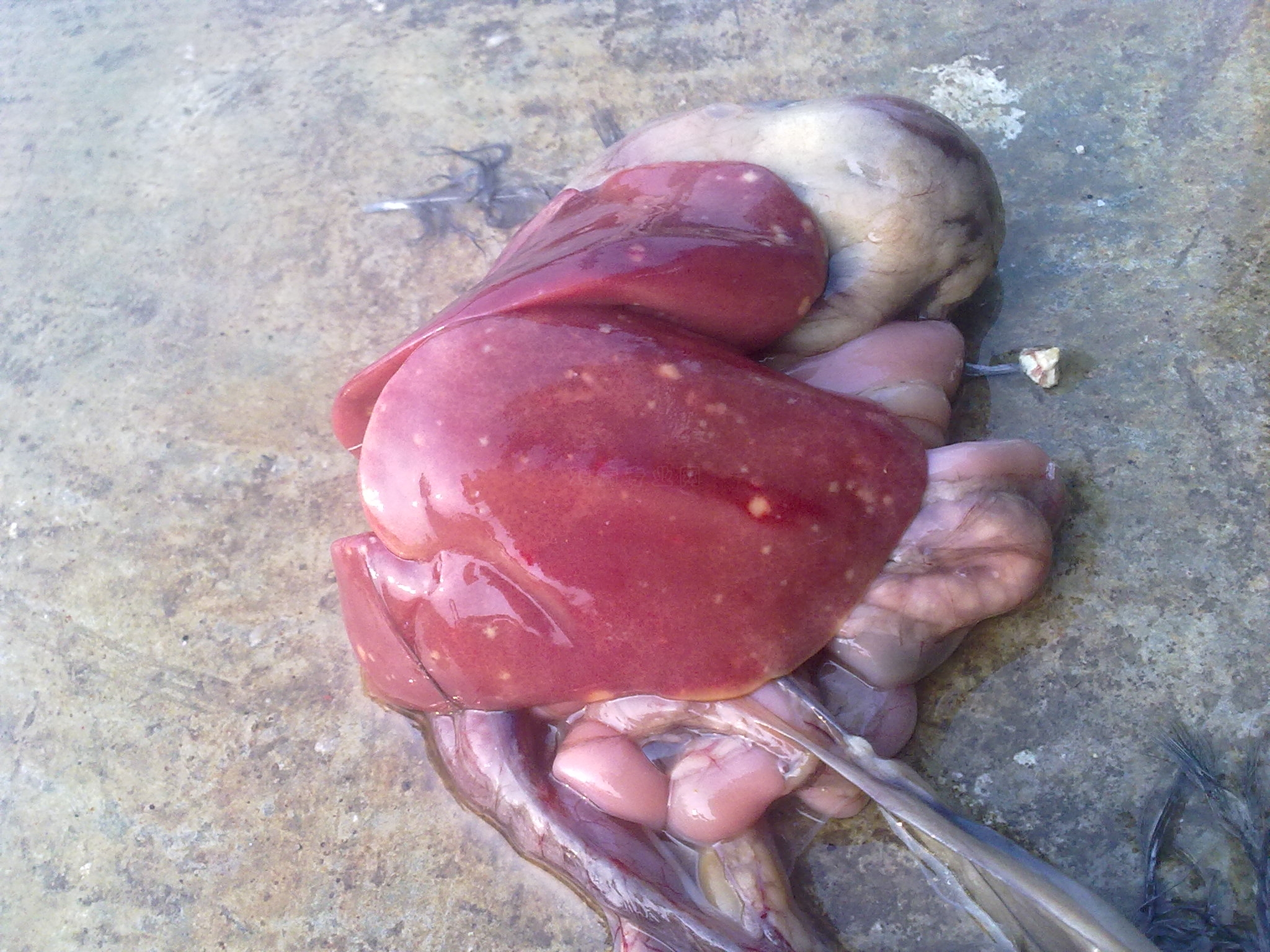 20100902078.jpg
