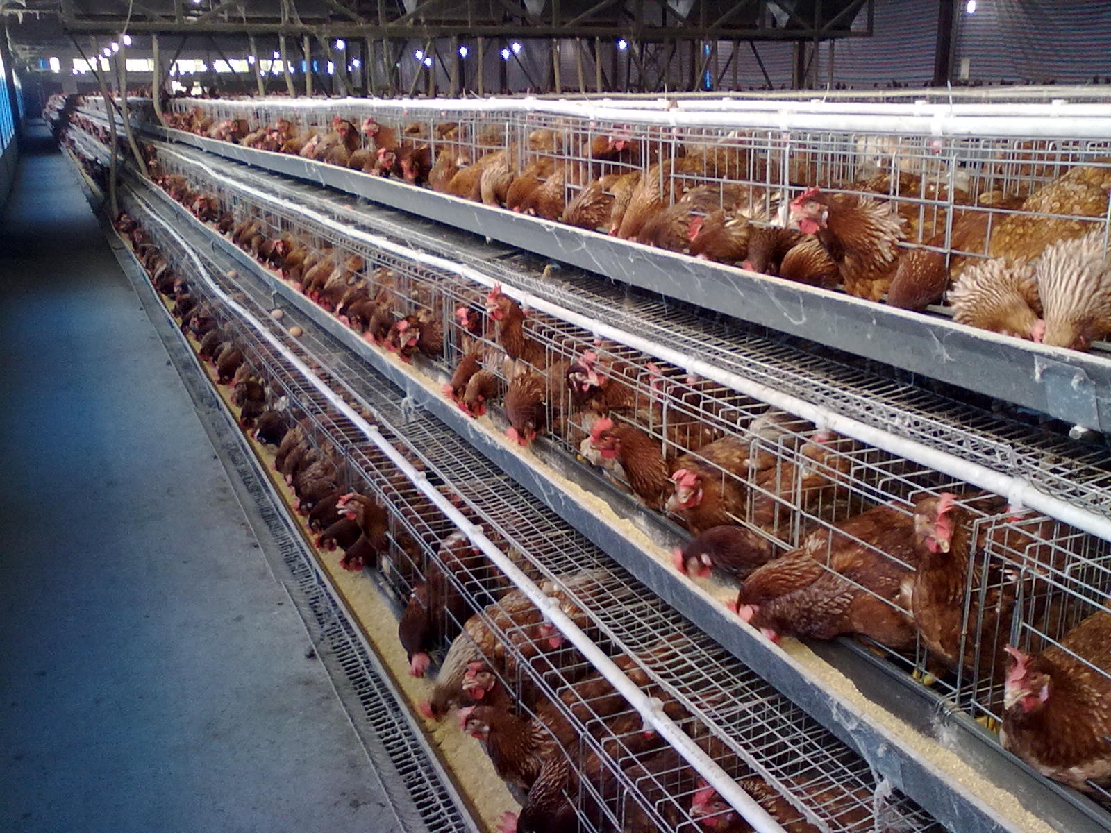 标准化肉鸡场3885肉鸡高效管理模式的应用 - 肉鸡/817(饲养管理,疾病防控) 鸡病专业网论坛