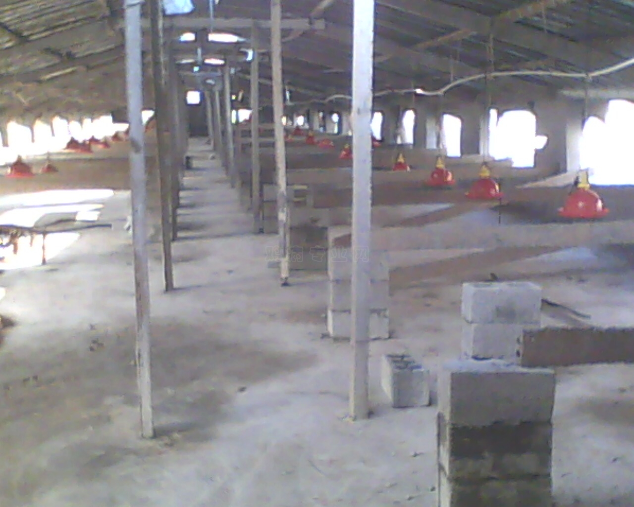 IMG0096A.jpg