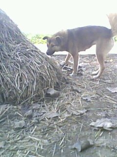 IMG0105A.jpg