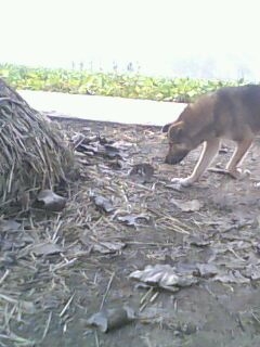 IMG0106A.jpg