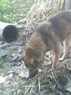 IMG0104A.jpg