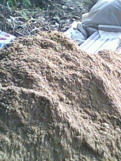 IMG0101A.jpg
