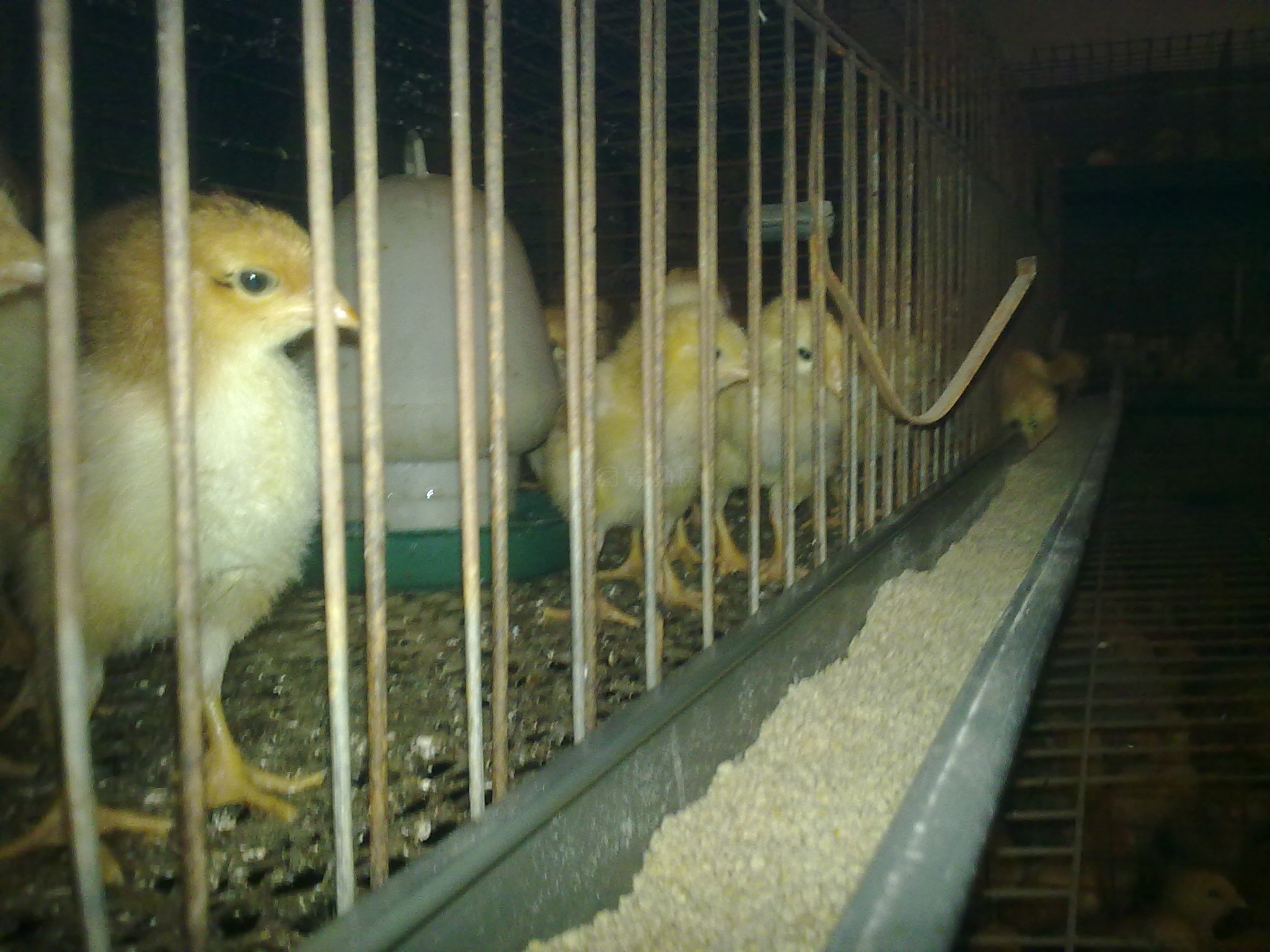 20101017019.jpg