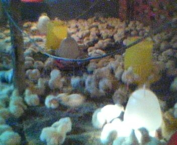 IMG0050A.jpg